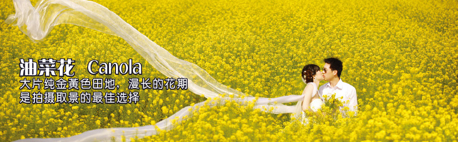 油菜花地