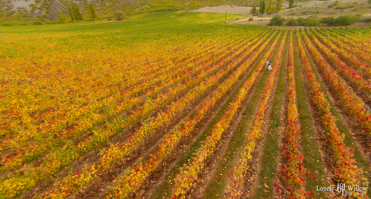 20150406max_grapeaerial0005