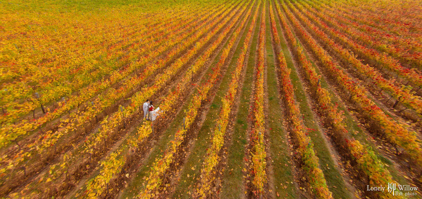 20150406max_grapeaerial0007