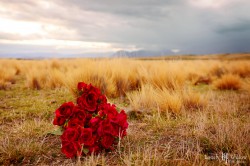 20111015joanne_choice0001