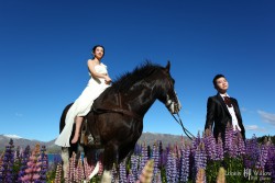 20121127lavita_lupins+horse014