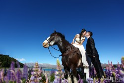 20121127lavita_lupins+horse023