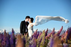 20121127lavita_lupins+tekapo003