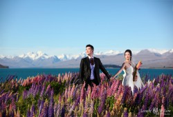 20121127lavita_lupins+tekapo021