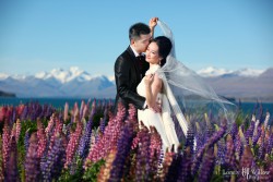 20121127lavita_lupins+tekapo032