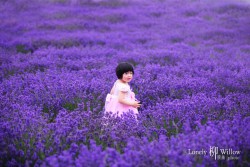 20121227lavendarfairy0013