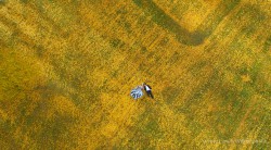 20150429kunxie_wanakagoldentrees0005