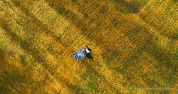 20150429kunxie_wanakagoldentrees0009