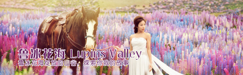 鲁冰花谷 Lupins Valley