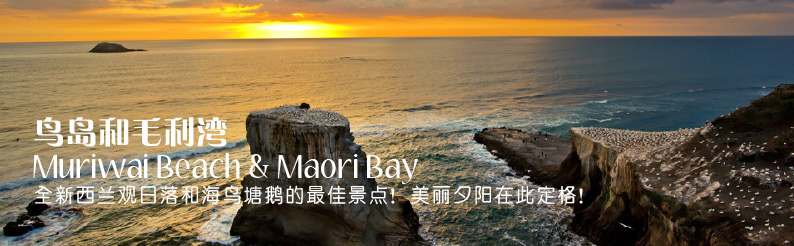 Maori Bay和鸟岛Muriwai的美丽夕阳
