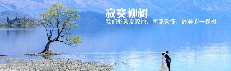 寂寞柳树的前世今生