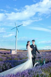 20170127liulu_lavendar0059