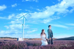 20170127liulu_lavendar0076