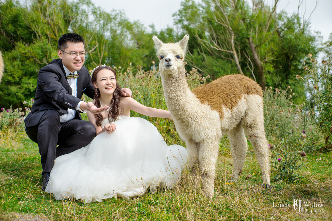 20170304xixi_alpaca0119