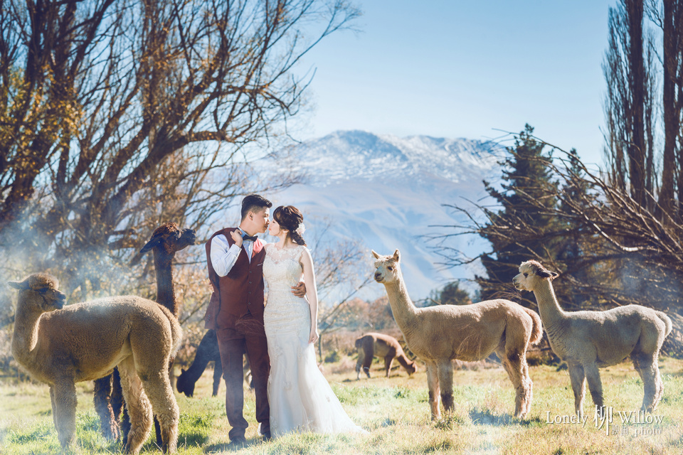 20170505iris_alpaca0124