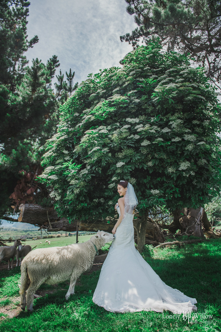 20171204jm_alpacas0181