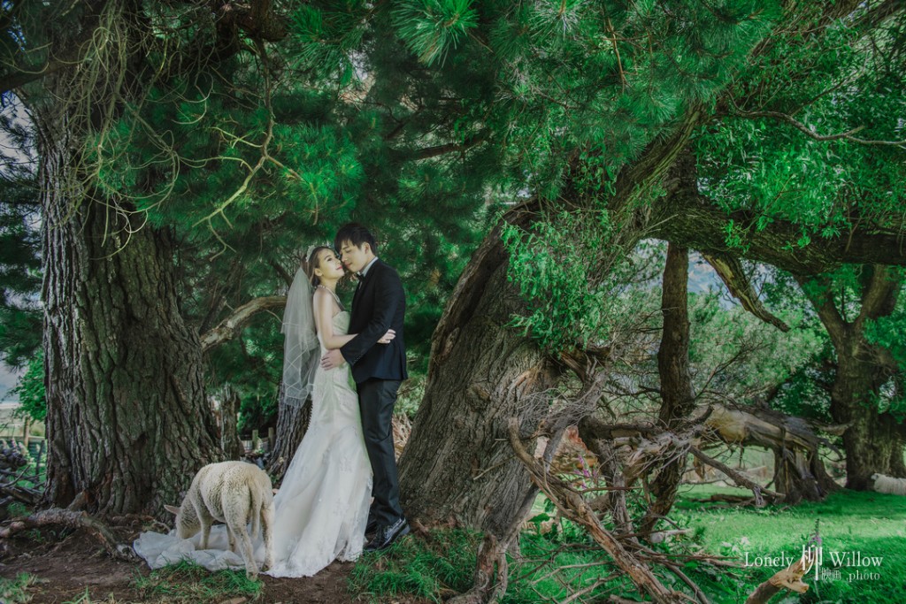 花期的皇后镇郊外的农场