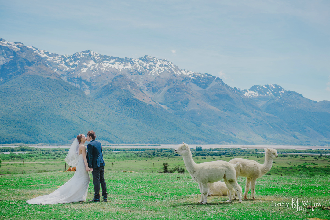 20171204jm_alpacas0294