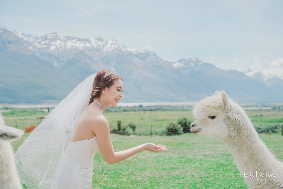 20171204jm_alpacas0311