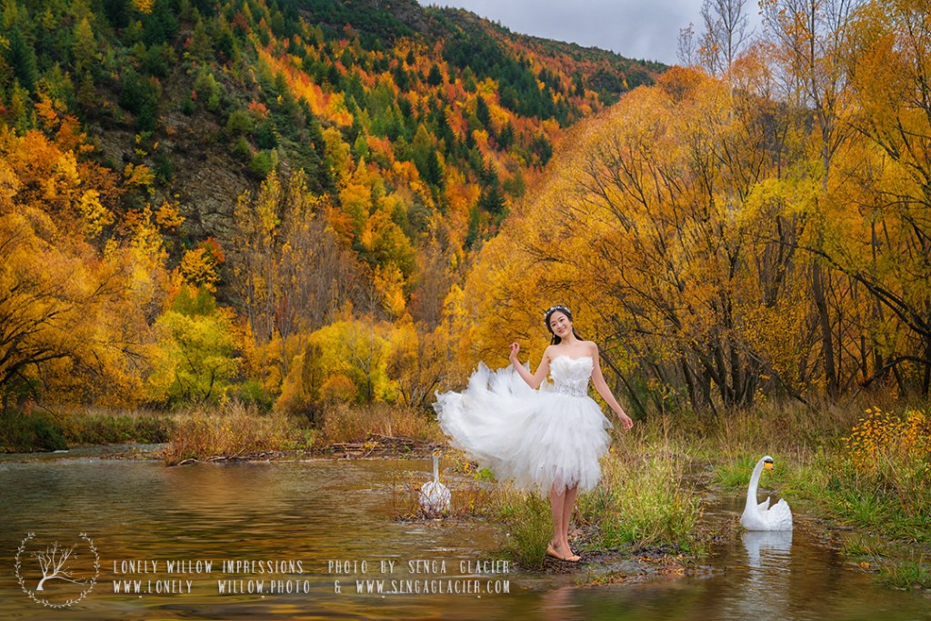 白天鹅与金秋林