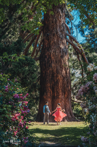 20250101yangweiwei-treeroses0028