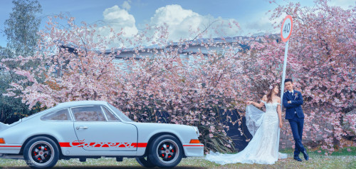 最后灿烂的樱花