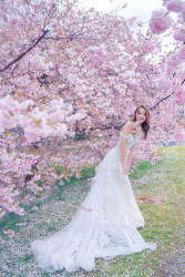 20251006mattsonchan-sakura0184