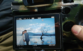 寂寞柳树阴天光影真实相机屏幕拍摄