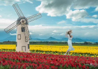 梦中的郁金香——藏在新西兰南岛的小荷兰